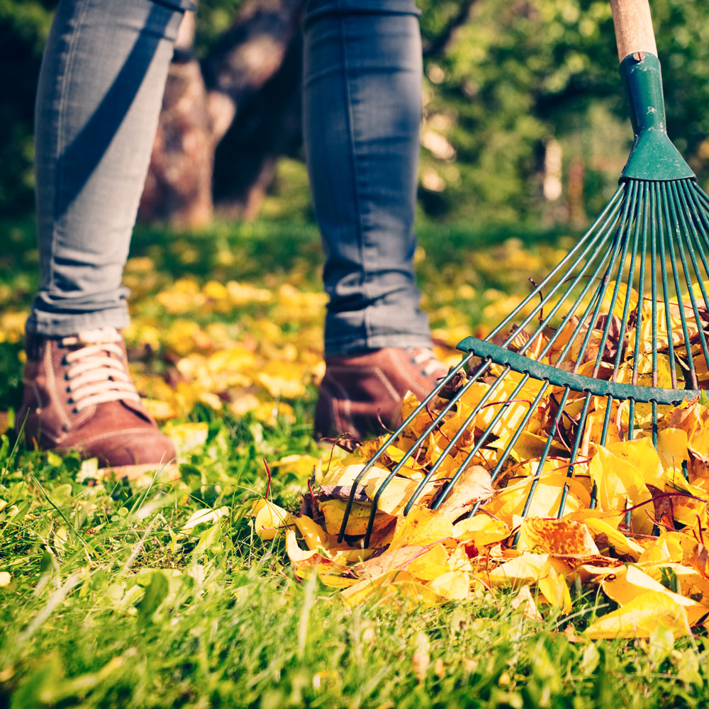 Person raking leaves in the yard in the fall #1-wahle-dein-profil_high